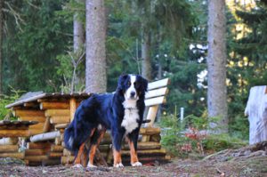 Ferienhaus Schwarzwald mit Hund